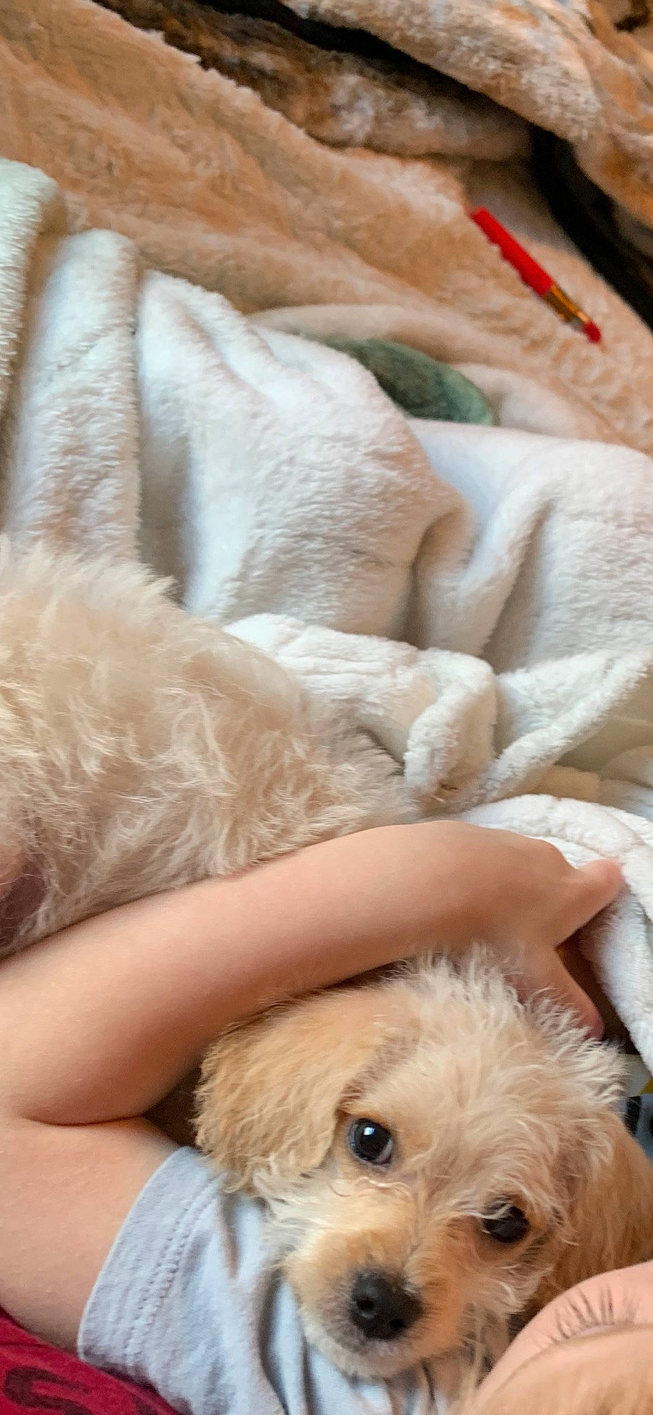 Juno is registered to the contest to win money with this photo: canidae, carnivore, comfort, companion_dog, couch, dog, dog_breed, fawn, felidae, fur, labradoodle, linens, mammal, paw, puppy_love, small_to_medium_sized_cats, sporting_group, terrier, toy_dog, working_animal