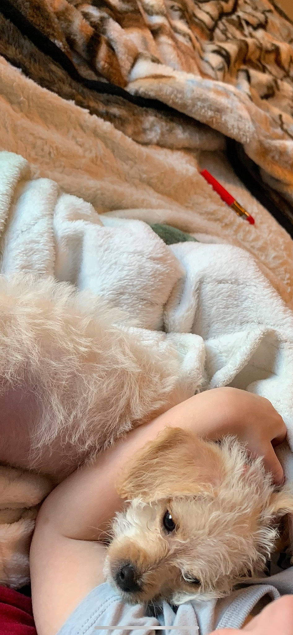 Juno joined the competition — help win amazing prizes! barefoot, claw, close_up, comfort, fawn, felidae, flooring, foot, fur, human_leg, linens, nail, paw, small_to_medium_sized_cats, sporting_group, tail, thread, whiskers, wood, wool