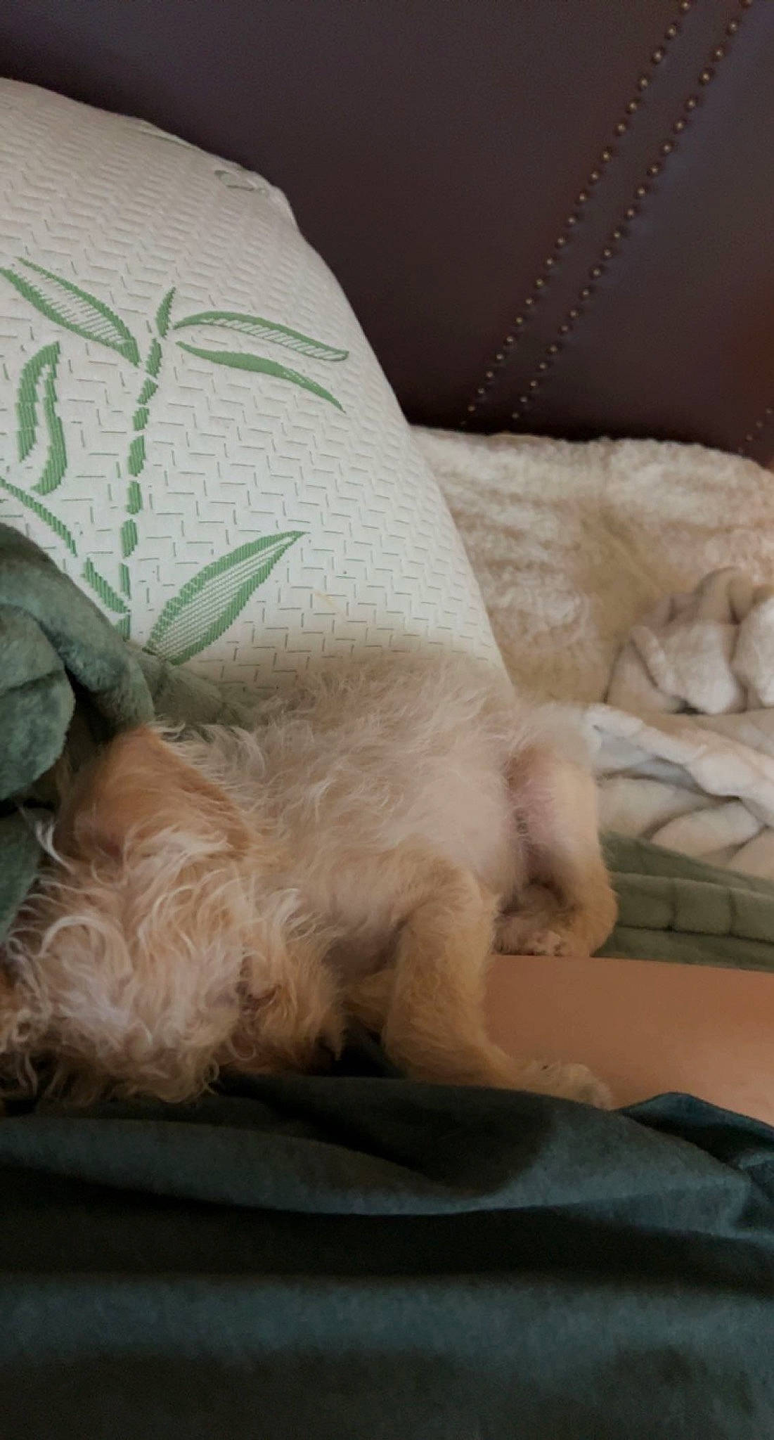 Juno is registered to the contest to win money with this photo: bed_sheet, bedding, carnivore, comfort, companion_dog, dog_breed, duvet, fawn, felidae, fur, linens, paw, pillow, room, small_to_medium_sized_cats, sporting_group, tail, throw_pillow, whiskers, wood