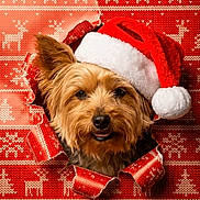 Tucker is registered to the contest to win money with this photo: christmas, closeup, cute, dog, ears, eyes, festive, fur, hole, holiday, knit_pattern, nose, portrait, red_and_white, santa_hat, small_dog, smile, tongue, wrapping_paper, yorkshire_terrier
