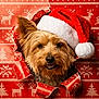 christmas, closeup, cute, dog, ears, eyes, festive, fur, hole, holiday, knit_pattern, nose, portrait, red_and_white, santa_hat, small_dog, smile, tongue, wrapping_paper, yorkshire_terrier
