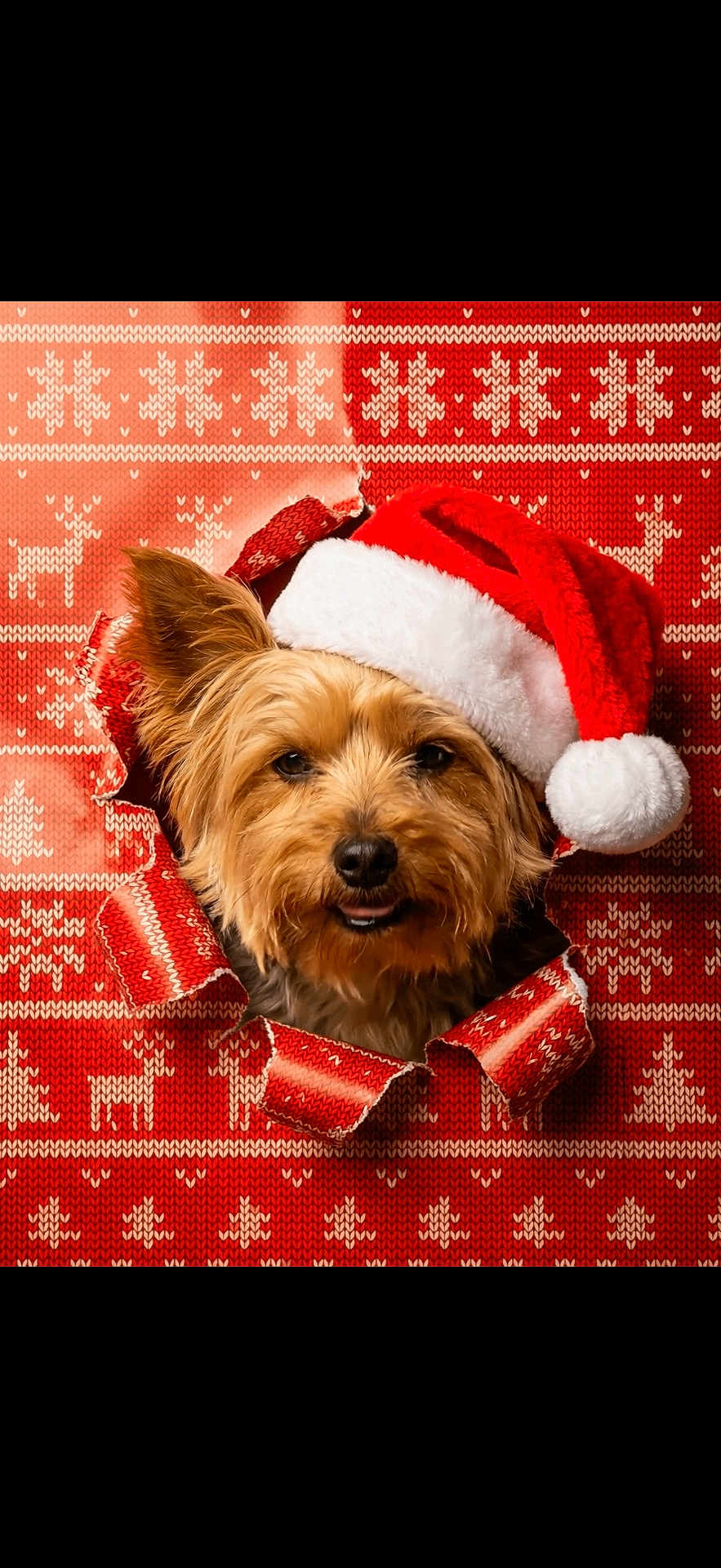 Tucker is registered to the contest to win money with this photo: christmas, closeup, cute, dog, ears, eyes, festive, fur, hole, holiday, knit_pattern, nose, portrait, red_and_white, santa_hat, small_dog, smile, tongue, wrapping_paper, yorkshire_terrier