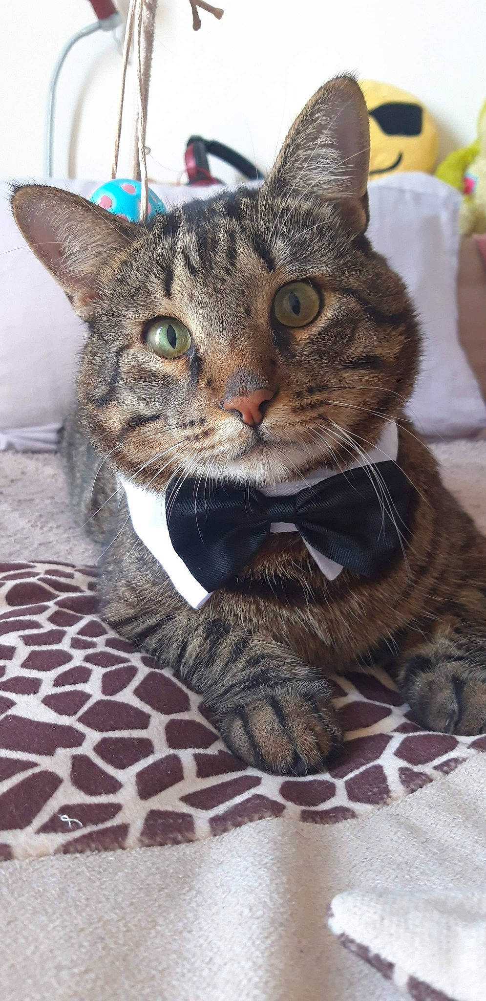 Bibis a rejoint le concours — aidez-le/la à gagner de superbes lots ! aegean_cat, american_shorthair, asian, california_spangled, carnivore, cat, domestic_short_haired_cat, dragon_li, egyptian_mau, european_shorthair, felidae, german_rex, mammal, ocicat, pixie_bob, small_to_medium_sized_cats, snout, tabby_cat, vertebrate, whiskers