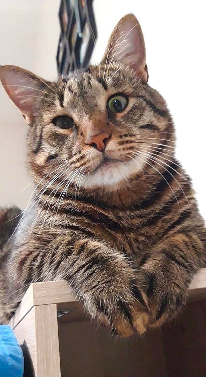 Bibis a rejoint le concours — aidez-le/la à gagner de superbes lots ! american_shorthair, american_wirehair, asian, australian_mist, california_spangled, carnivore, cat, domestic_short_haired_cat, dragon_li, egyptian_mau, european_shorthair, felidae, mammal, ocicat, pixie_bob, small_to_medium_sized_cats, tabby_cat, toyger, vertebrate, whiskers