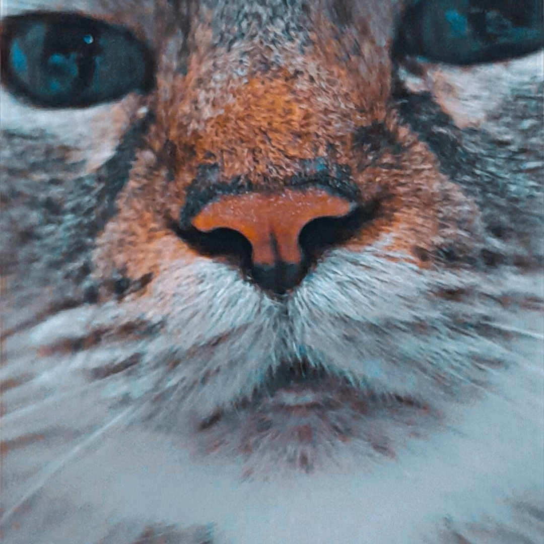Lys