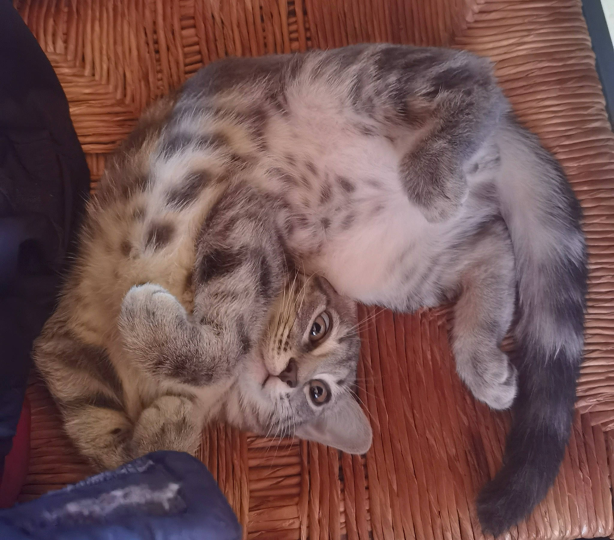 Isao participe au concours pour gagner de l'argent avec cette photo : carnivore, cat, claw, comfort, domestic_short_haired_cat, felidae, fur, hardwood, nap, paw, small_to_medium_sized_cats, tail, terrestrial_animal, whiskers, wood