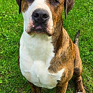 Bubba joined the competition — help win amazing prizes! dog, brindle, white, sitting, grass, outdoor, pet, canine, animal, paw, nose, ears, fur, portrait, looking, mammal, friendly, alert, nature, companion