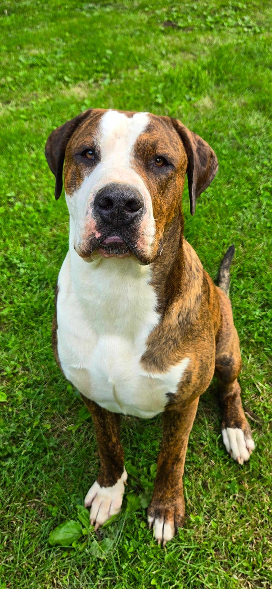 Bubba