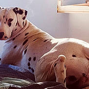 Tâche participe au concours pour gagner de l'argent avec cette photo : dalmatian, dog, lying_down, bed, indoor, window, sunlight, spots, pet, animal, relaxed, fur, looking_back, cozy, resting, canine, domestic_animal, quiet, home, comfort