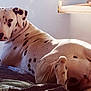 dalmatian, dog, lying_down, bed, indoor, window, sunlight, spots, pet, animal, relaxed, fur, looking_back, cozy, resting, canine, domestic_animal, quiet, home, comfort