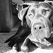 Dixie joined the competition — help win amazing prizes! animal, black_and_white, calm, canine, carpet, close_up, collar, dog, domestic_animal, furniture, home, indoor, laying_down, paw, pet, portrait, relaxed, resting, shadow, sunlight