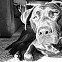 animal, black_and_white, calm, canine, carpet, close_up, collar, dog, domestic_animal, furniture, home, indoor, laying_down, paw, pet, portrait, relaxed, resting, shadow, sunlight