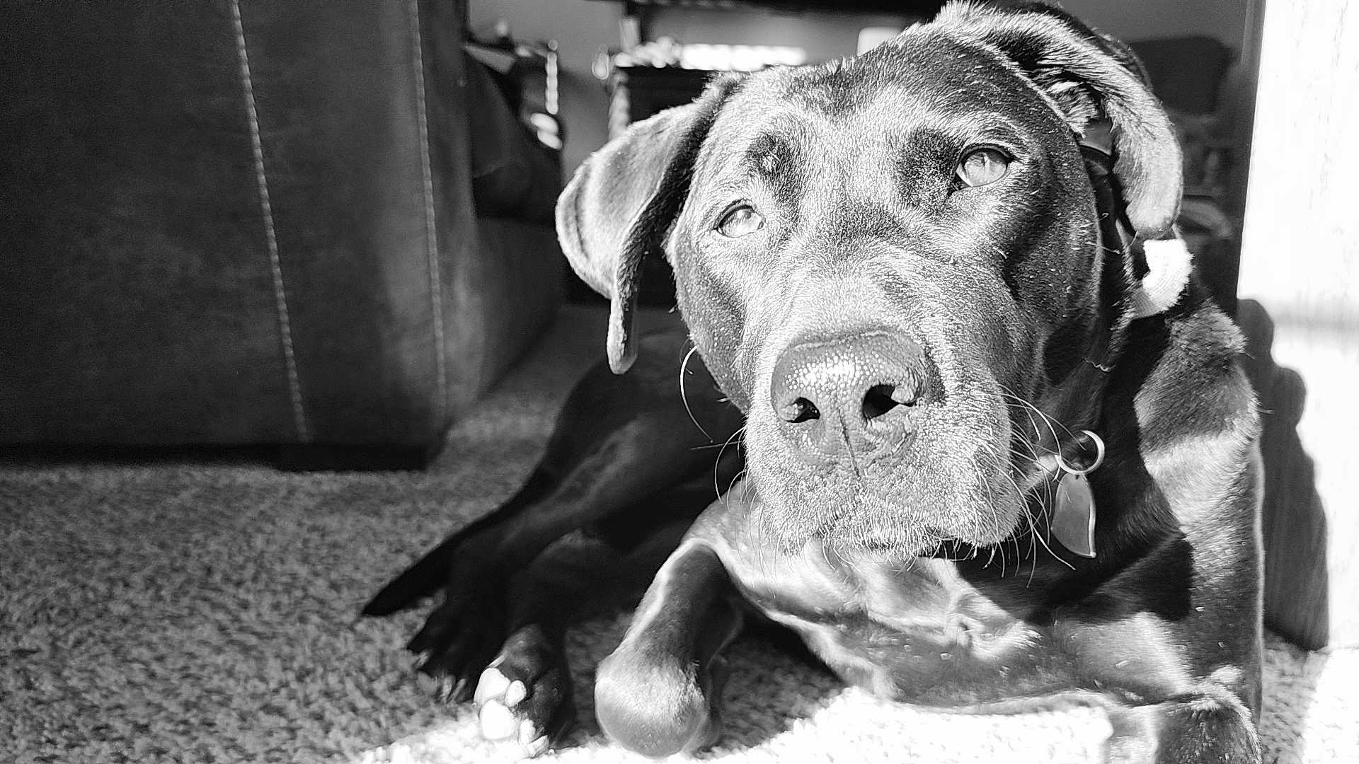 Dixie