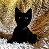 cat, black_cat, heterochromia, fluffy_blanket, cozy, pet, animal, fur, cute, indoor, portrait, resting, soft_texture, eyes, feline, whiskers, ears, domestic_animal, snuggled, warm