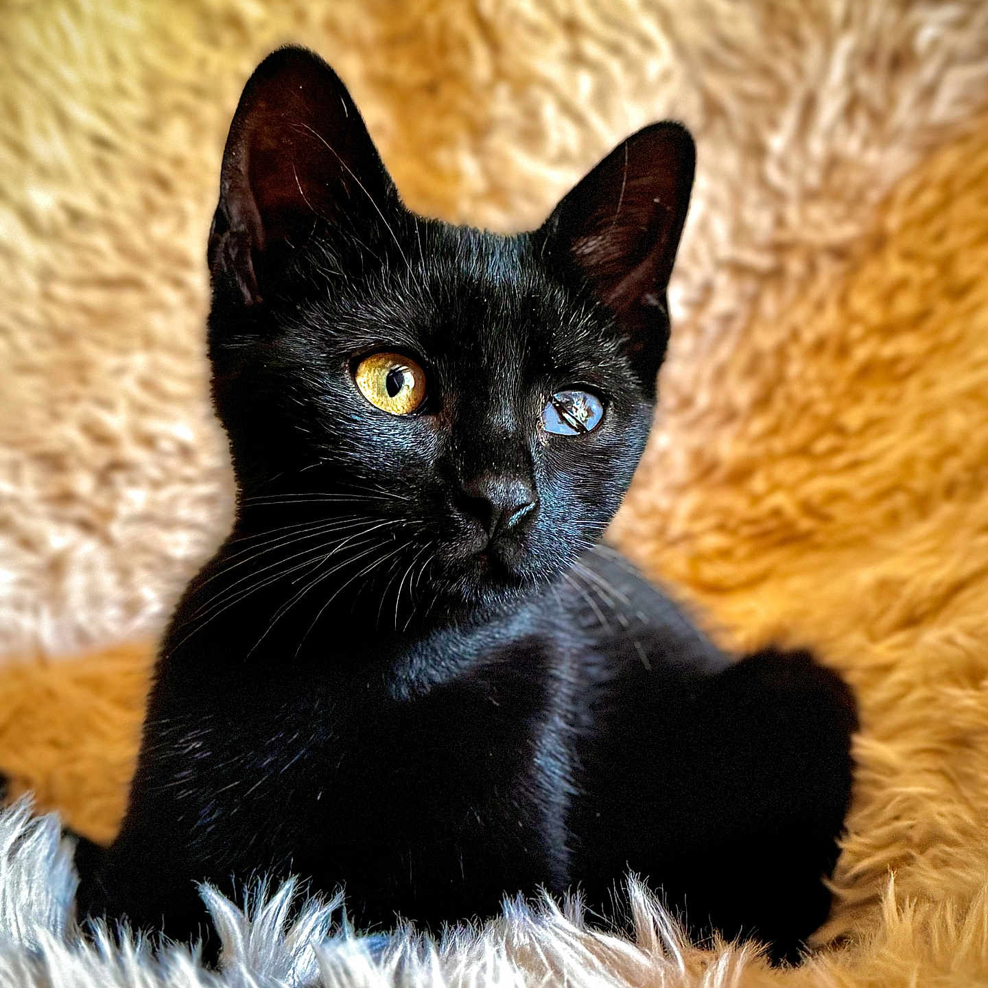 Willow