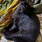 Willow participe au concours pour gagner de l'argent avec cette photo : black_cat, cat, sleeping, animal, pet, feline, fur, cozy, blanket, patterned_blanket, resting, indoors, comfort, cute, domestic_cat, whiskers, relaxed, soft_light, texture, nap