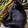 black_cat, cat, sleeping, animal, pet, feline, fur, cozy, blanket, patterned_blanket, resting, indoors, comfort, cute, domestic_cat, whiskers, relaxed, soft_light, texture, nap