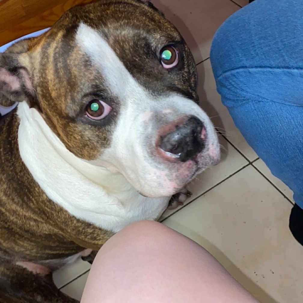 Newton participe au concours pour gagner de l'argent avec cette photo : animal, boxer, bulldog, canine, clothing, couch, dog, footwear, frenchbulldog, furniture, hound, indoors, interiordesign, pants, pet, pitbull, plywood, puppy, shorts, wood