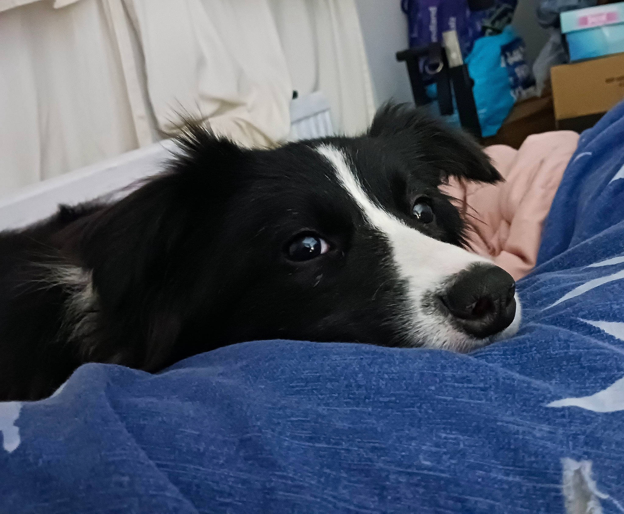 Lassie joined the competition — help win amazing prizes! borador, border_collie, canidae, carnivore, companion_dog, curtain, dog, dog_breed, fur, herding_dog, mcnab, sporting_group, terrestrial_animal, texas_heeler, whiskers, working_animal, working_dog