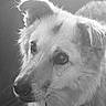 Aiko participe au concours pour gagner de l'argent avec cette photo : dog, close_up, black_and_white, fluffy_fur, portrait, pet, canine, animal, looking_away, indoors, soft_lighting, expression, muzzle, whiskers, ears, collar, fur_texture, focused, calm, side_view