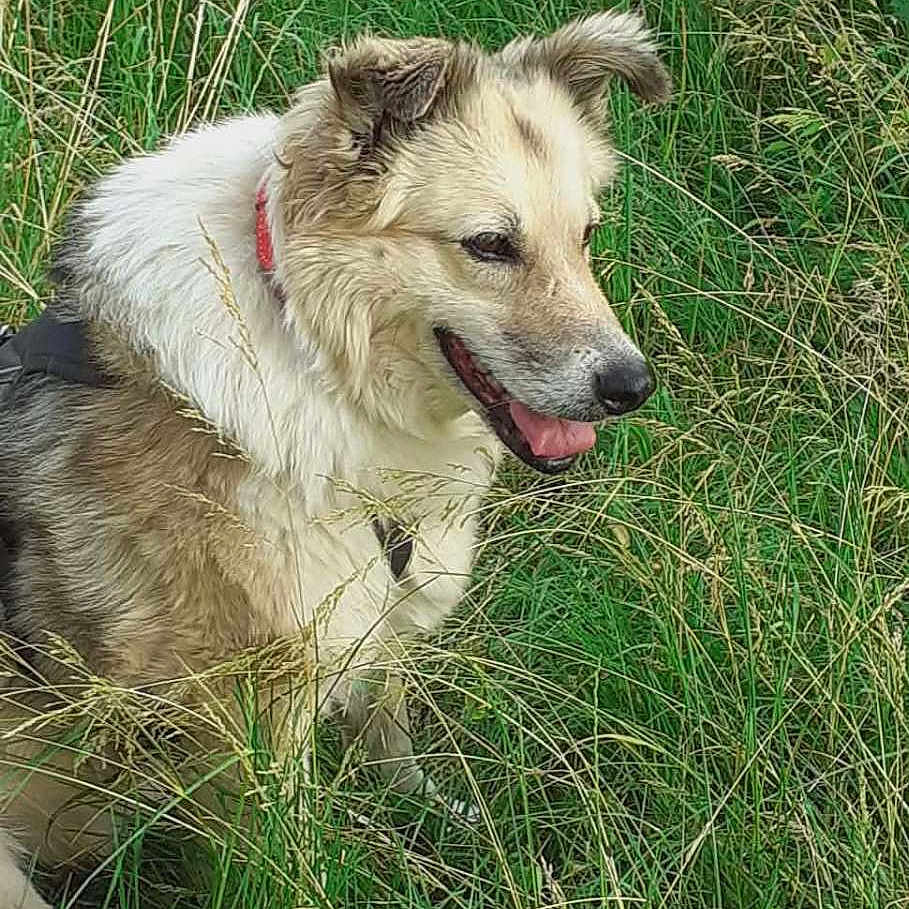 Aiko