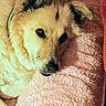 Aiko a rejoint le concours — aidez-le/la à gagner de superbes lots ! dog, pet, resting, cozy, fluffy, towel, pink, fur, closeup, cute, animal, indoors, relaxed, sleepy, companion, mammal, laying_down, portrait, soft_texture, domestic