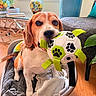 beagle, dog, pet, canine, portrait, sitting, toy, soccer_ball, paw_print, blanket, dog_bed, indoor, living_room, plants, potted_plant, furniture, window, home, brown_and_white, playful
