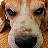 dog, beagle, close_up, face, nose, snout, eyes, tears, sad_expression, funny, pet, animal, fur, brown_and_white, floppy_ears, portrait, indoor, wooden_floor, dramatic, photography