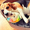 beagle, dog, puppy, pet, sleeping, lying_down, dog_bed, plush_toy, rainbow_toy, toy, cozy, indoors, home, blanket, brown_and_white, floppy_ears, paw, snout, cute, relaxed