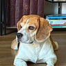 dog, beagle, brown_and_white, lying_down, indoor, wooden_floor, bookshelf, books, library, portrait, pet, canine, floppy_ears, white_chest, paws, snout, black_nose, alert, home, photography