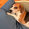dog, beagle, pet, sleeping, resting, lying_down, bed, blanket, bedding, bedroom, indoor, brown_and_white, floppy_ears, black_nose, paw, fur, cozy, portrait, relaxed, home