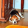 beagle, dog, pet, sleeping, lying_down, face, animal, indoors, bedroom, wooden_furniture, bed, floor, hardwood, orange_blanket, home, portrait, relaxed, tired, floppy_ears, black_white_brown