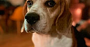 Sir Watson participe au concours pour gagner de l'argent avec cette photo : dog, beagle, hound, pet, animal, portrait, indoor, sitting, brown_and_white, floppy_ears, long_ears, black_nose, large_eyes, short_fur, chest, legs, wood_floor, warm_lighting, shallow_depth_of_field, home