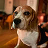 dog, beagle, hound, pet, animal, portrait, indoor, sitting, brown_and_white, floppy_ears, long_ears, black_nose, large_eyes, short_fur, chest, legs, wood_floor, warm_lighting, shallow_depth_of_field, home