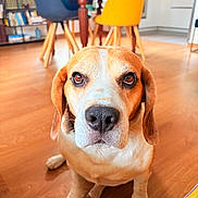 Sir Watson participe au concours pour gagner de l'argent avec cette photo : dog, beagle, pet, animal, portrait, sitting, indoors, home, wooden_floor, dining_room, chairs, furniture, brown_and_white, floppy_ears, long_nose, nose, eyes, short_fur, front_facing, close_up