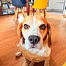 dog, beagle, pet, animal, portrait, sitting, indoors, home, wooden_floor, dining_room, chairs, furniture, brown_and_white, floppy_ears, long_nose, nose, eyes, short_fur, front_facing, close_up