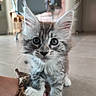 kitten, cat, close_up, indoor, fur, whiskers, paw, curious, eyes, animal, pet, leopard_print, glove, floor, furniture, chair, blurred_background, cute, young, small