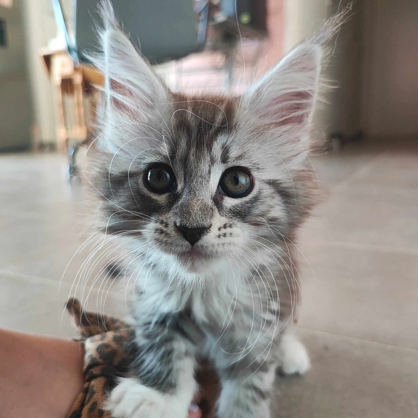Baya a rejoint le concours — aidez-le/la à gagner de superbes lots ! kitten, cat, close_up, indoor, fur, whiskers, paw, curious, eyes, animal, pet, leopard_print, glove, floor, furniture, chair, blurred_background, cute, young, small