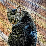 Abigail joined the competition — help win amazing prizes! cat, tabby_cat, jigsaw_puzzle, wooden_floor, pet, animal, feline, striped, fur, whiskers, indoor, sitting, looking_back, flooring, puzzle_pattern, close_up, texture, brown, black, gray
