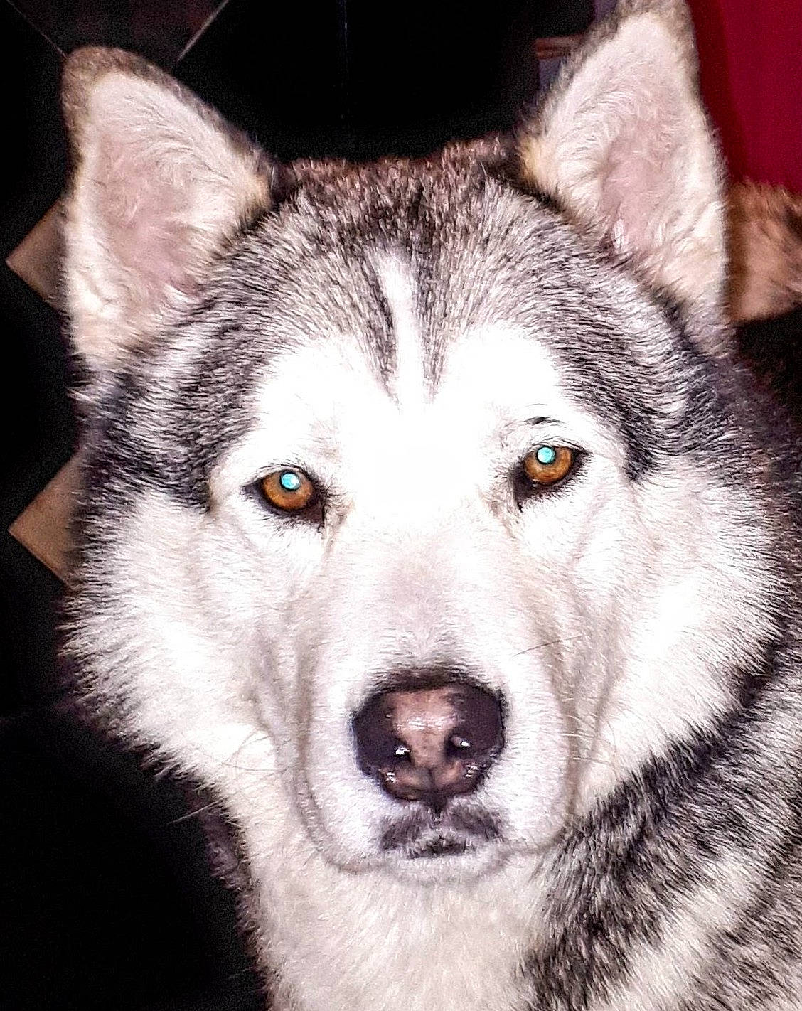 Aslan a rejoint le concours — aidez-le/la à gagner de superbes lots ! art, carnivore, close_up, dog, dog_breed, eye, fur, grey, head, iris, jaw, monochrome_photography, photograph, sled_dog, snout, terrestrial_animal, whiskers, white, wildlife, wolf