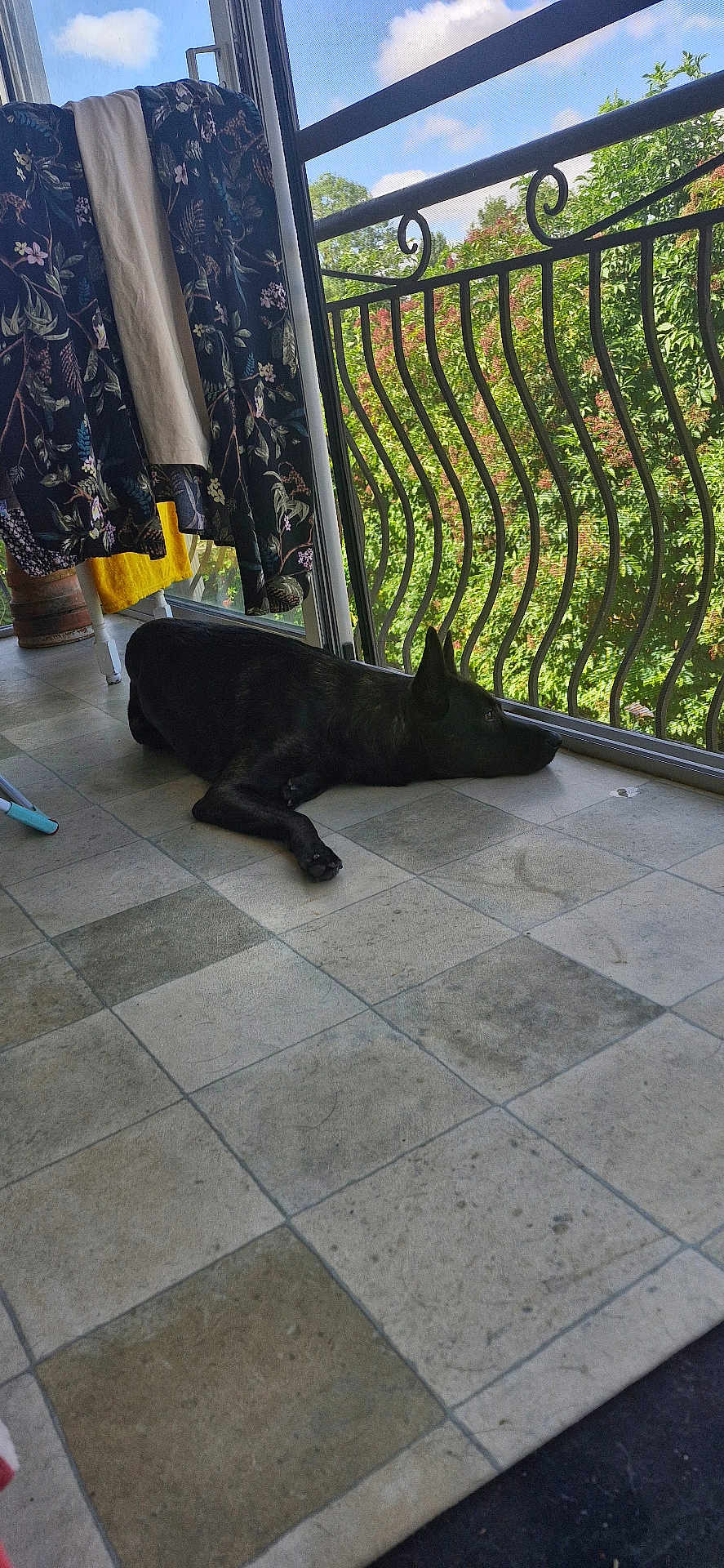 Tao a rejoint le concours — aidez-le/la à gagner de superbes lots ! dog, black_dog, lying_down, balcony, tiled_floor, clothes_rack, clothing, greenery, trees, metal_railing, outdoor_view, daylight, quiet, resting, pet, domestic_animal, floor_tiles, reflection, window, relaxation