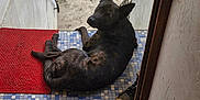 Tao a rejoint le concours — aidez-le/la à gagner de superbes lots ! dog, black_dog, brindle, tiled_floor, red_mat, stairway, outdoor, concrete, white_wall, plastic_chair, metal_rack, gate, patio, looking_back, relaxed, animal, pet, daylight, home, curious