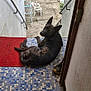 dog, black_dog, brindle, tiled_floor, red_mat, stairway, outdoor, concrete, white_wall, plastic_chair, metal_rack, gate, patio, looking_back, relaxed, animal, pet, daylight, home, curious
