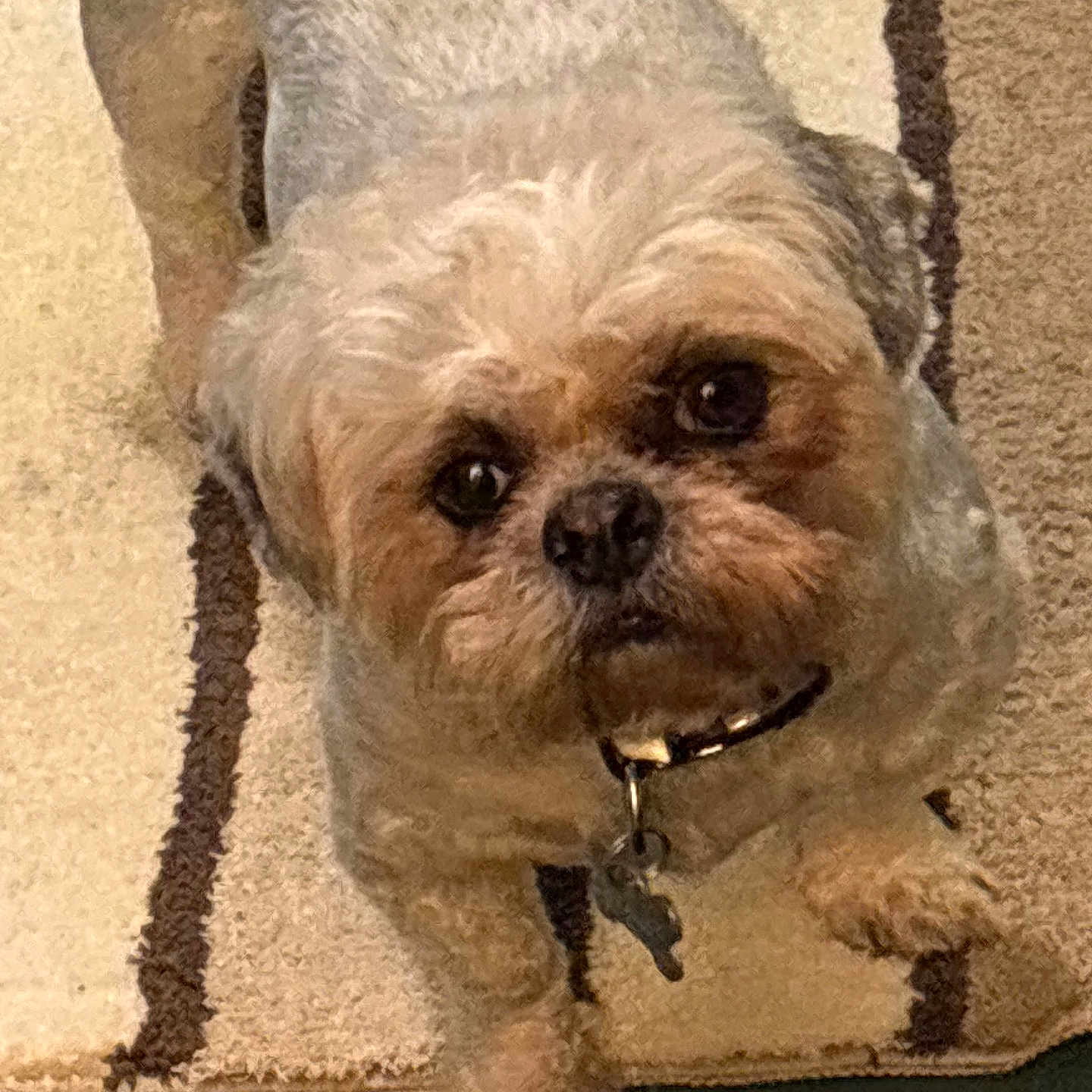 Kao is registered to the contest to win money with this photo: animal, brown_fur, carpet, collar, companionship, curious, cute, dog, domestic_animal, ears, face, fur, household, indoor, looking_up, mammal, paw, pet, small_dog, whiskers