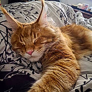 Teddy joined the competition — help win amazing prizes! cat, orange_cat, sleeping, furry, pet, indoor, bed, blanket, paw, cozy, relaxed, closeup, whiskers, ears, feline, animal, comfort, resting, cute, fur