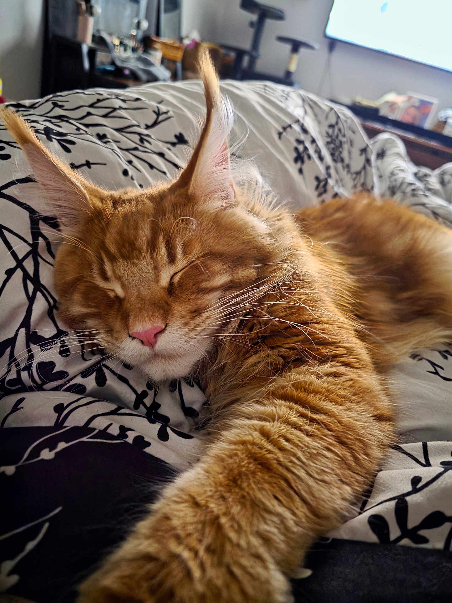 Teddy joined the competition — help win amazing prizes! cat, orange_cat, sleeping, furry, pet, indoor, bed, blanket, paw, cozy, relaxed, closeup, whiskers, ears, feline, animal, comfort, resting, cute, fur