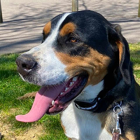 Rosco