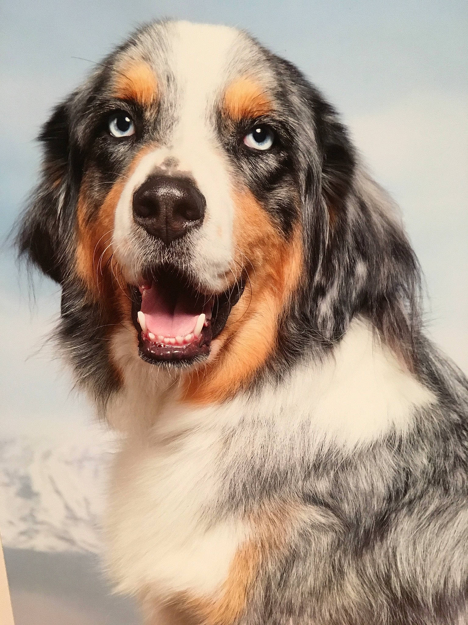 Inox a rejoint le concours — aidez-le/la à gagner de superbes lots ! art, bernese_mountain_dog, bored, canidae, carnivore, companion_dog, dog, dog_breed, fur, gun_dog, head, hunting_dog, liver, snout, sporting_group, terrestrial_animal, whiskers, working_dog