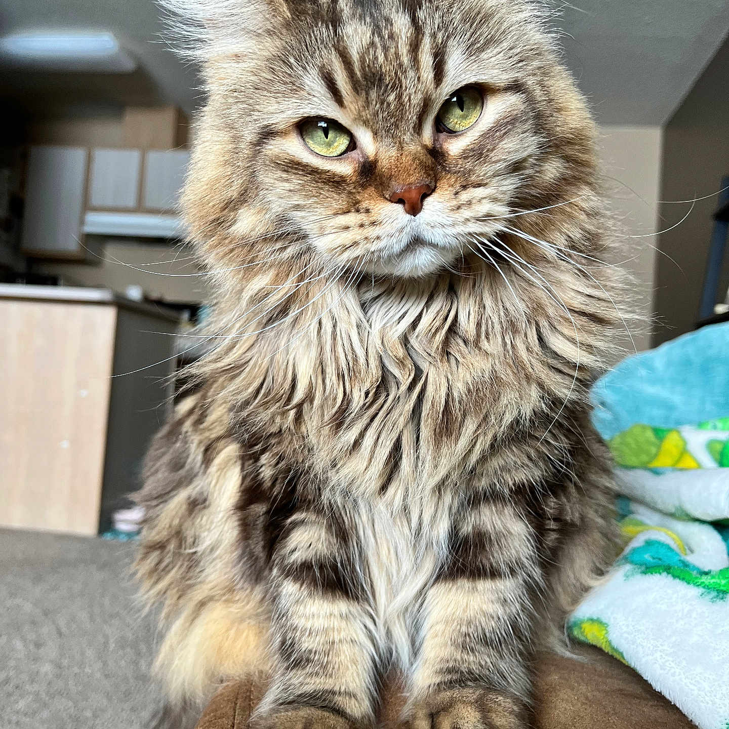 Winnie joined the competition — help win amazing prizes! animal, cat, close_up, couch, cozy, cute, domestic, face, feline, fluffy, fur, furry, green_eyes, indoor, living_room, pet, portrait, sitting, tabby, whiskers