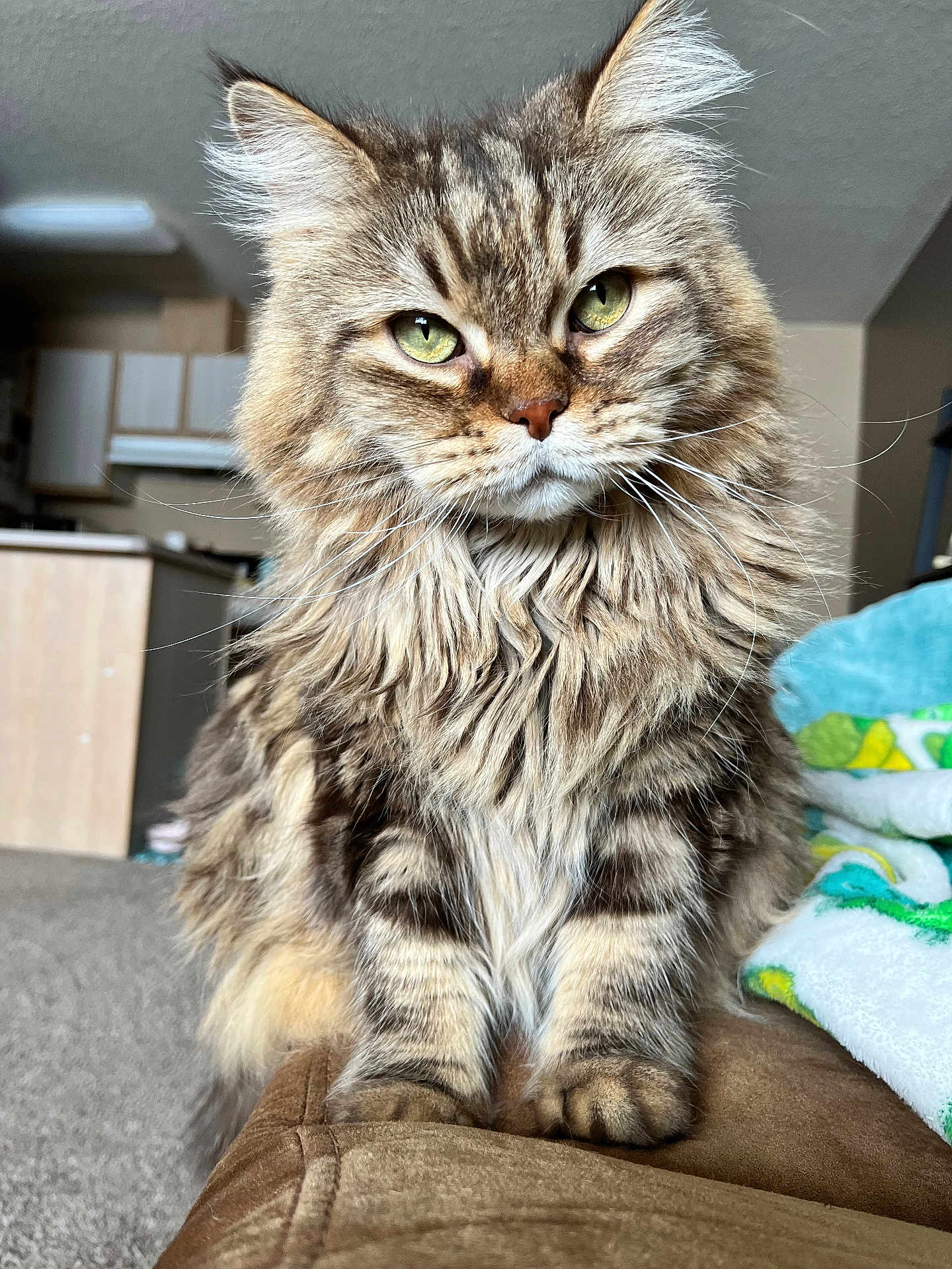 Winnie joined the competition — help win amazing prizes! animal, cat, close_up, couch, cozy, cute, domestic, face, feline, fluffy, fur, furry, green_eyes, indoor, living_room, pet, portrait, sitting, tabby, whiskers